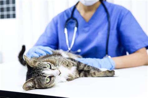 seroma cat|Seroma in Cats: Causes, Prevention, Signs